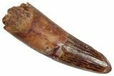 Fossil Spinosaurus Tooth - Real Dinosaur Tooth #356804-1